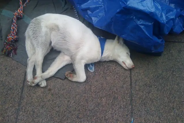 Slumbering socialist puppy in Zuccotti Park